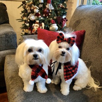 Pawsatively Elegant - Christmas Grooming by Pawsatively Elegant - Pet Groomers Near Me - Yorba Linda , California