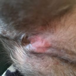 grooming damage to dog grooming damage to dog