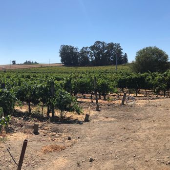 McKenzie-Mueller Vineyards and Winery - rows of grape plants - Wineries Near Me - Napa, California McKenzie-Mueller Vineyards and Winery - rows of grape plants - Wineries Near Me - Napa, California