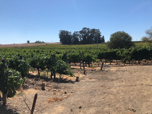 McKenzie-Mueller Winery by null