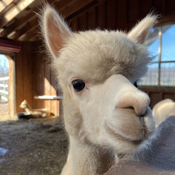 Buck Brook Alpacas - Alpaca - Attraction Farms Near Me - Roscoe, New York Buck Brook Alpacas - Alpaca - Attraction Farms Near Me - Roscoe, New York