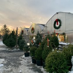 Martin's Produce & Greenhouse - Christmas trees outside the entrance