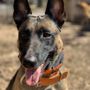 Photo of T-Town K9's