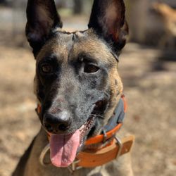 T-Town K9's - Enyo