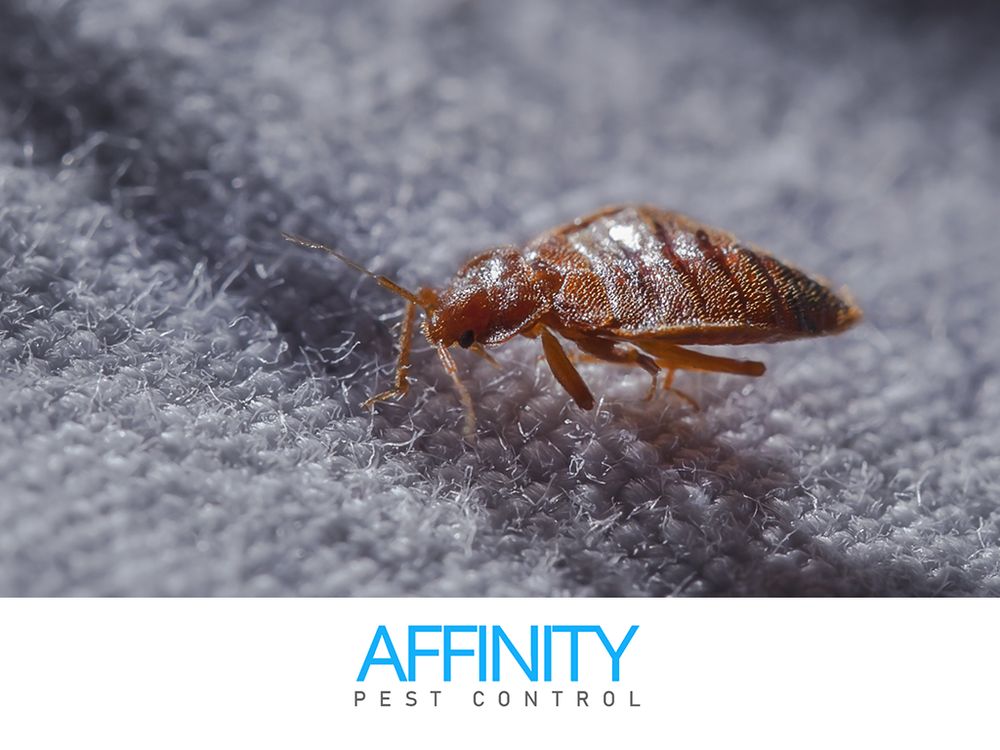 Affinity Pest Control - veterans service organization in Boise, ID