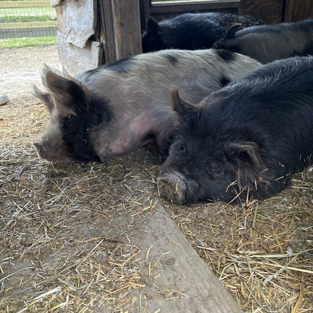Hickory Ridge Farm - Sweet piggies! - Farmers Market Near Me - Chesapeake, Virginia