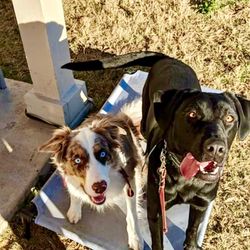 Signature K9 Training Academy - K9 Chloe & Kali