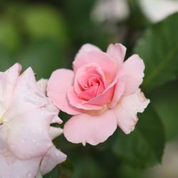 Spring Bloom