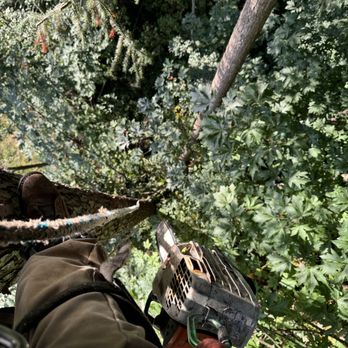 Washington Tree Services - Tree Services Near Me - Bothell, Washington Washington Tree Services - Tree Services Near Me - Bothell, Washington