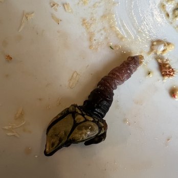 Ostras & Coisas - Barnacles - Seafood Near Me - Porto, 13