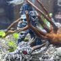 Elmer's Aquarium