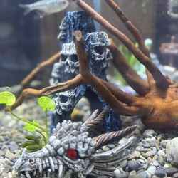 Elmer's Aquarium