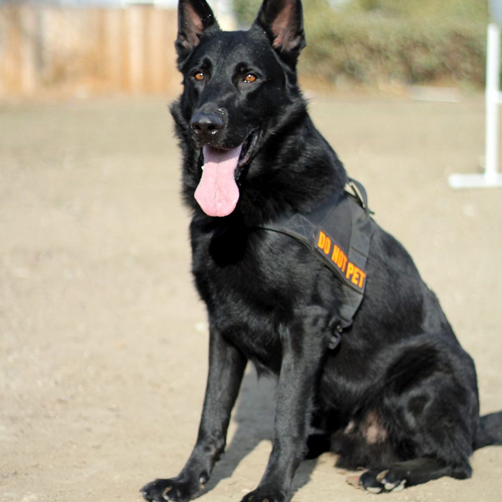K9 Tactical Gear - Patrol harness - Pet Stores Near Me - Rocklin, California K9 Tactical Gear - Patrol harness - Pet Stores Near Me - Rocklin, California