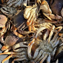 North Bay Fishing Charters - Crab