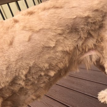 My Denver Pet - Pet Groomers Near Me