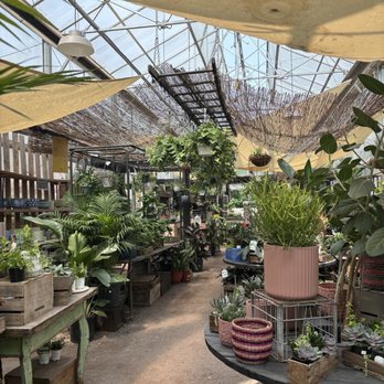 Maypop Coffee & Garden Shop - plants - Coffee & Tea Near Me - Webster Groves, Missouri