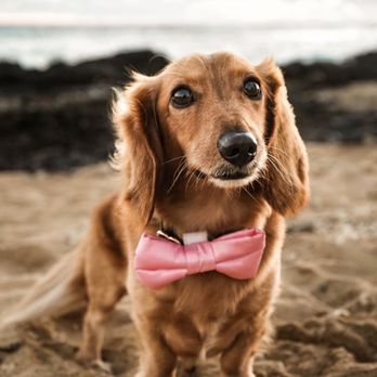 Rook & Bee Designs - Pet Photography Near Me