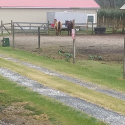 Dollar General - Horses on the side of DG