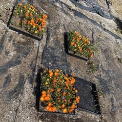 A & R Nursery - Flowers ~