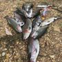 Photo of Rockbridge Trout Ranch