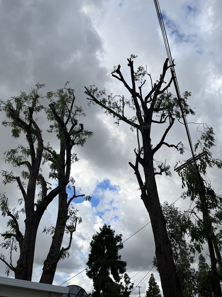 JLG Landscaping & Tree Service - tree service in Santa Clarita, CA