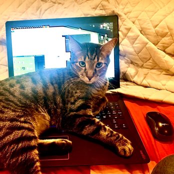 Animal Loving Care - Ivar the cat guarding my laptop - Pet Sitting Near Me - Brooklyn, New York