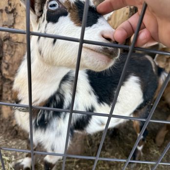 O'Halloran's Apple Trail Ranch - Petting the goat - Farmers Market Near Me - Camino, California
