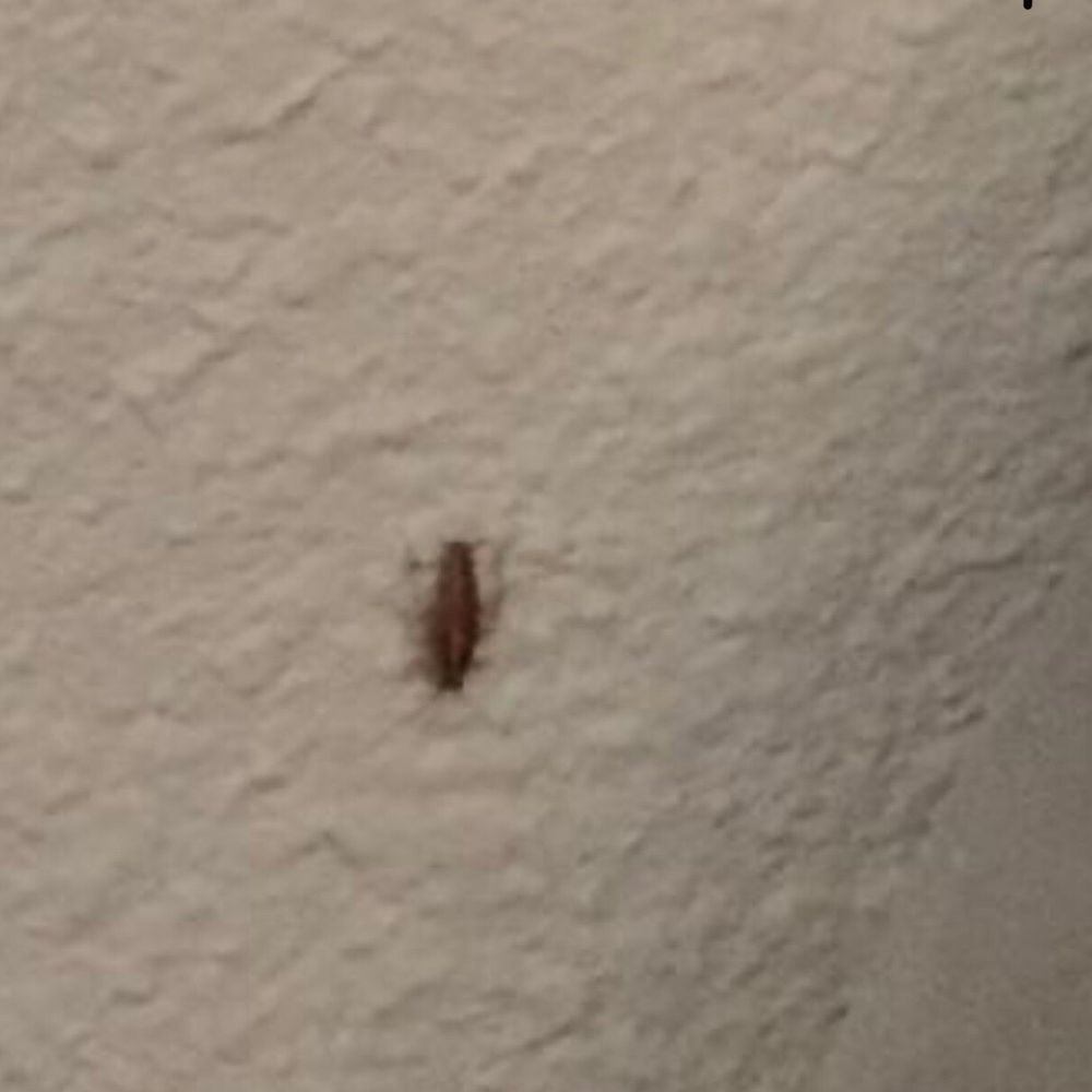 Comfort Suites Mt. Juliet-Nashville Area - This is the roach that was crawling on the wall of the hotel wall that I stayed at for 12 hours and we left the next morning. - Hotels Near Me - Mt. Juliet, Tennessee Comfort Suites Mt. Juliet-Nashville Area - This is the roach that was crawling on the wall of the hotel wall that I stayed at for 12 hours and we left the next morning. - Hotels Near Me - Mt. Juliet, Tennessee