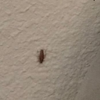 Comfort Suites Mt. Juliet-Nashville Area - This is the roach that was crawling on the wall of the hotel wall that I stayed at for 12 hours and we left the next morning. - Hotels Near Me - Mt. Juliet, Tennessee Comfort Suites Mt. Juliet-Nashville Area - This is the roach that was crawling on the wall of the hotel wall that I stayed at for 12 hours and we left the next morning. - Hotels Near Me - Mt. Juliet, Tennessee