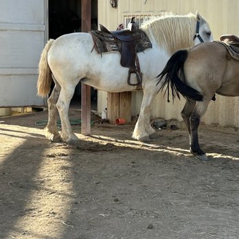 KOLI Equestrian Center - Our beautiful horses 8/11/23 - Venues & Event Spaces Near Me - Phoenix, Arizona KOLI Equestrian Center - Our beautiful horses 8/11/23 - Venues & Event Spaces Near Me - Phoenix, Arizona