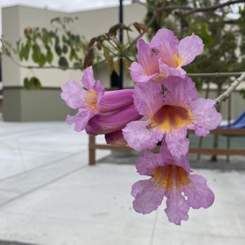 Lambert Park - Pink trumpet tree blooms - Parks Near Me - El Monte, California