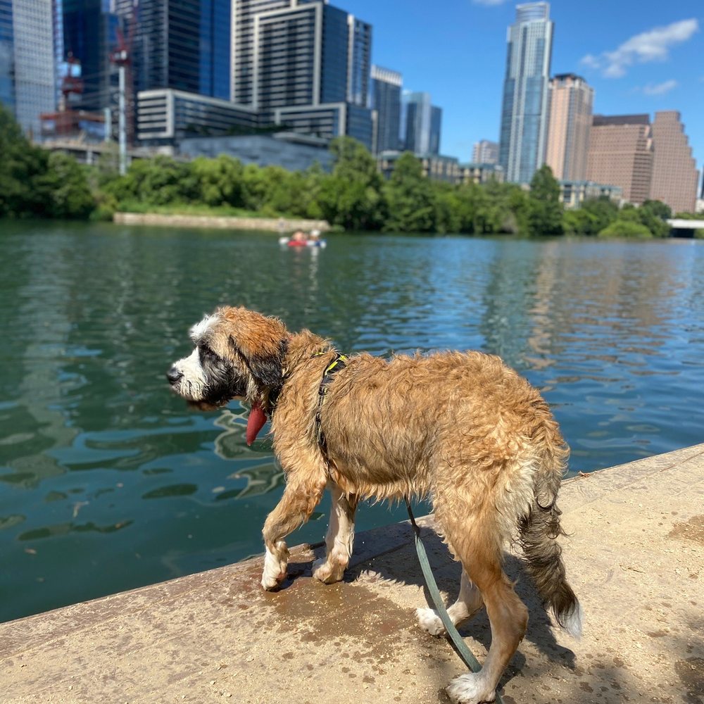 Karma Dog Training - Day boarding training field trip. - Pet Training Near Me - Austin, Texas Karma Dog Training - Day boarding training field trip. - Pet Training Near Me - Austin, Texas