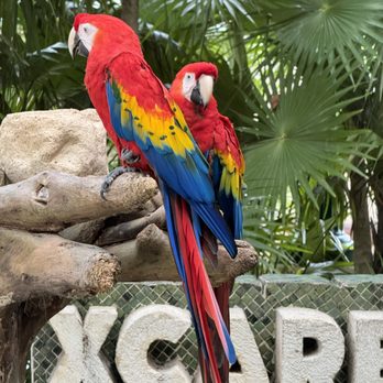 Xcaret Park - Parrots to greet you near the entrance - Amusement Parks Near Me - Playa del Carmen, ROO