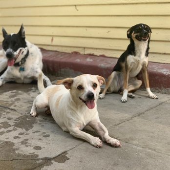 Trained Goldens - Just taking a break - Pet Training Near Me Trained Goldens - Just taking a break - Pet Training Near Me