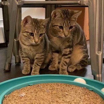 Meow Parlour - Uni (left) and Toro (right) - Animal Shelters Near Me - New York, New York Meow Parlour - Uni (left) and Toro (right) - Animal Shelters Near Me - New York, New York