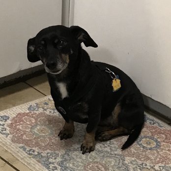 Alpha Dogs - Pet Sitting Near Me - Spokane, Washington