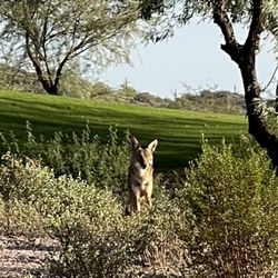 Superstition Mountain Golf & Country Club - Ample wildlife....