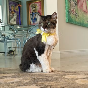 Royal Pet Bakery & Grooming - My 18 year old cat just groomed by Royal Pet Groomers. - Pet Groomers Near Me - Delray Beach, Florida Royal Pet Bakery & Grooming - My 18 year old cat just groomed by Royal Pet Groomers. - Pet Groomers Near Me - Delray Beach, Florida