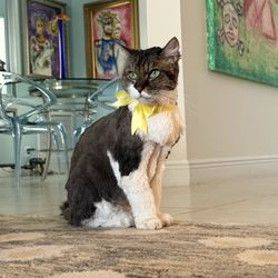 My 18 year old cat just groomed by Royal Pet Groomers.