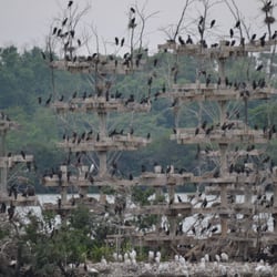 Lake Renwick Preserve - Heron Rookery Nature Preserve