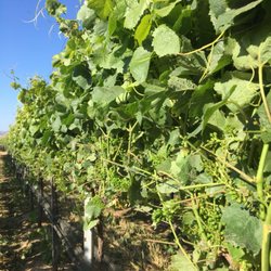 Cambria Estate Winery - Pinot Noir Grapes pre verasion in our Estate Vineyard. For the 2018 vintage.