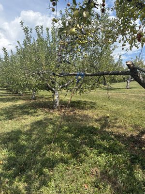 Stribling Orchard by null