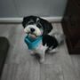 Photo of Paw Spa