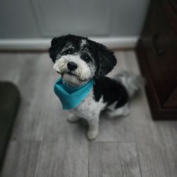 Paw Spa - Beary's happy and handsome!