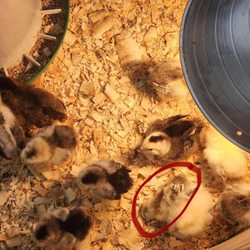 Rural King - The deceased chick being stomped on by the other chicks