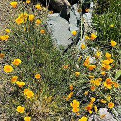 Sugarloaf Ridge State Park - Poppies on the Quest hike
