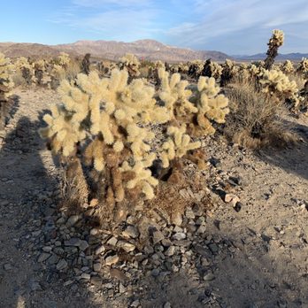 Cholla Cactus Garden - Parks Near Me - Twentynine Palms, California Cholla Cactus Garden - Parks Near Me - Twentynine Palms, California