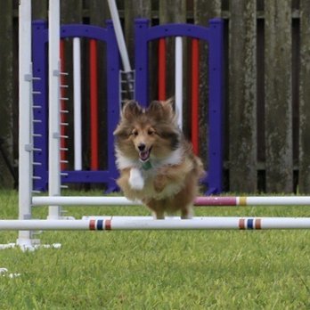 HumaneK9 Dog Training - Look at that smile! She loves agility!! - Pet Training Near Me HumaneK9 Dog Training - Look at that smile! She loves agility!! - Pet Training Near Me