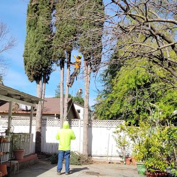 Franco Tree Service - Tree Services Near Me - Gilroy, California