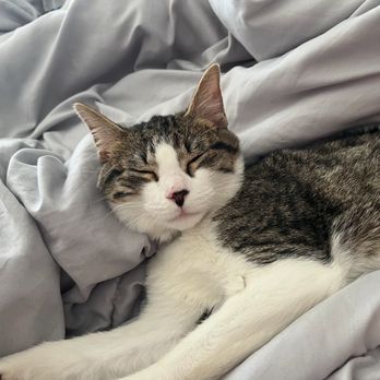 Community Concern For Cats - Animal Shelters Near Me - Walnut Creek, California Community Concern For Cats - Animal Shelters Near Me - Walnut Creek, California
